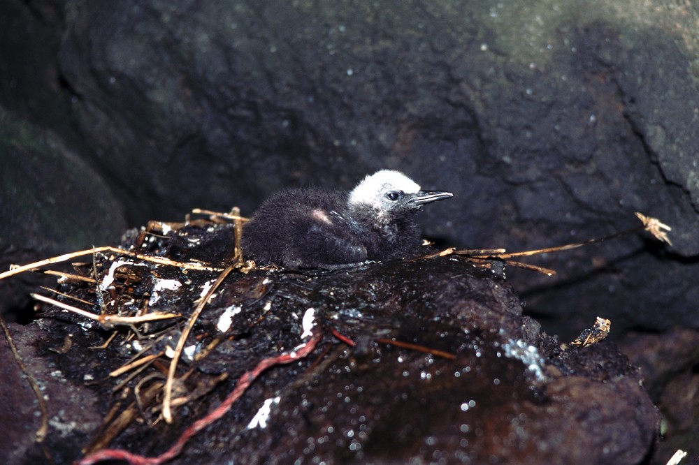 Black Noddy - Yoshiaki Watanabe