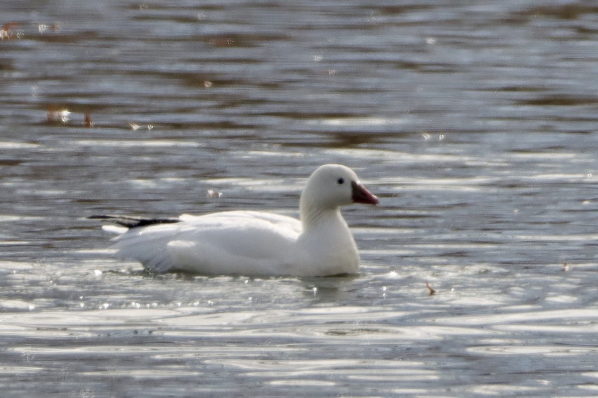 Ross's Goose - Verlee Sanburg