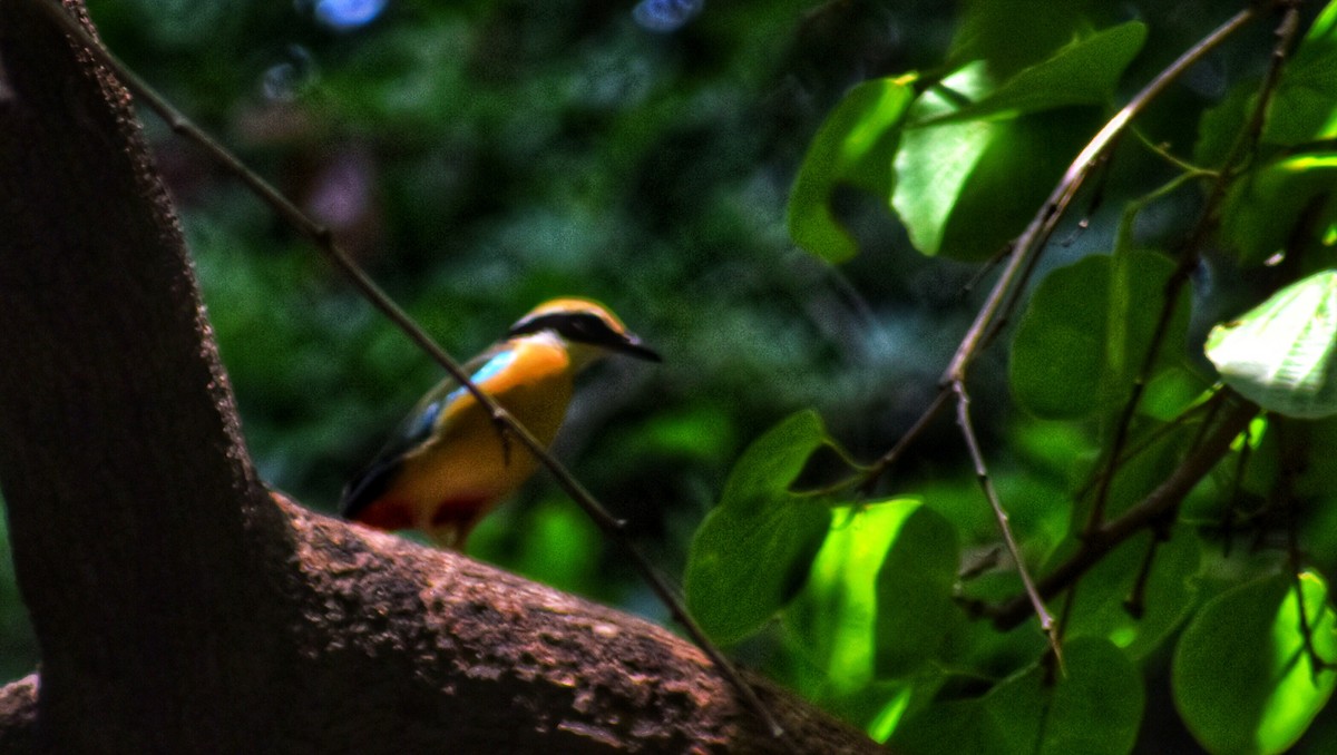 Brève du Bengale - ML389642231