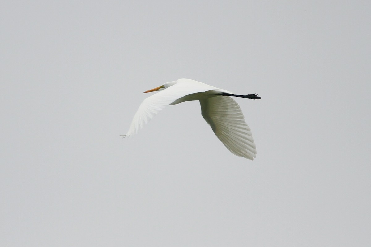 Great Egret - Charles Vickers