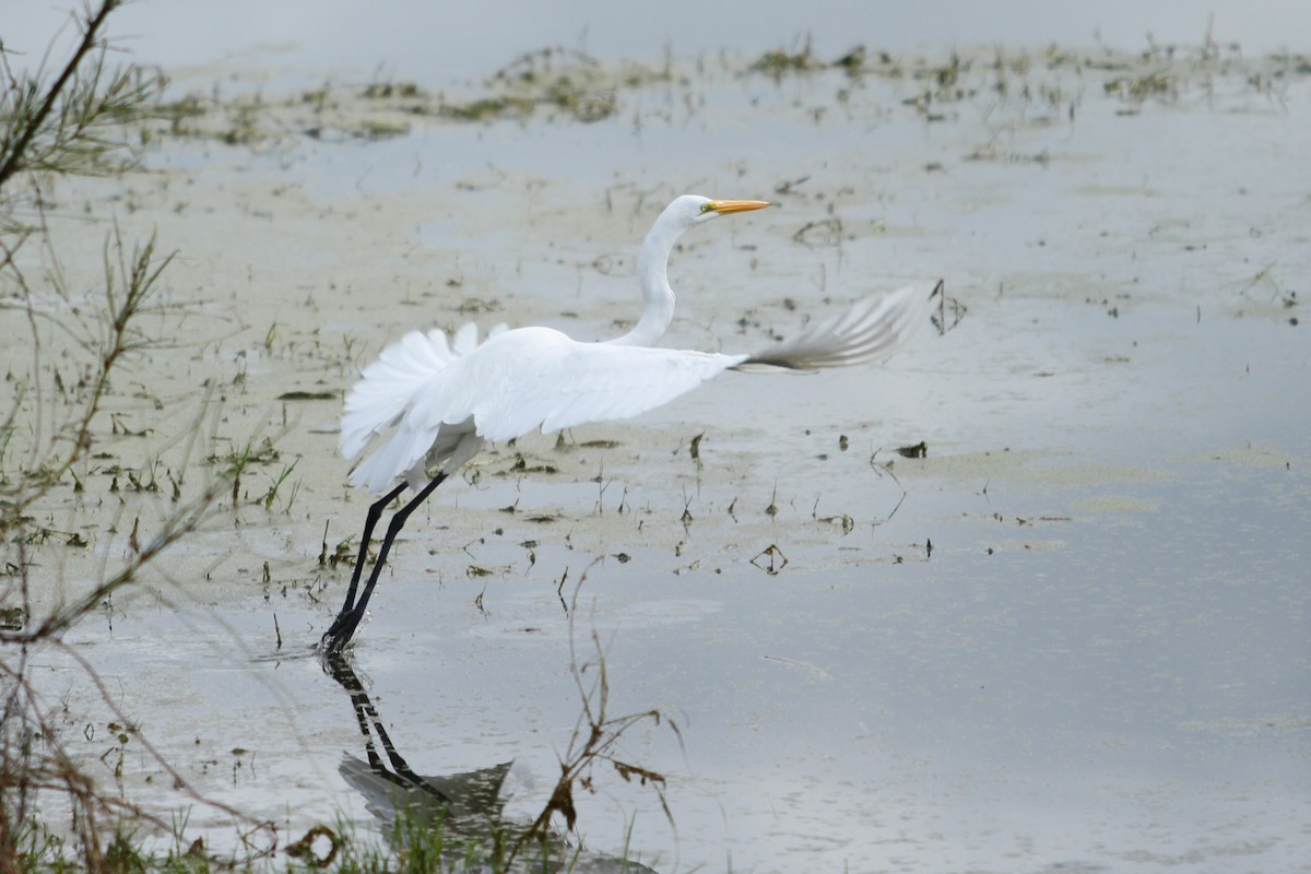 Great Egret - Charles Vickers