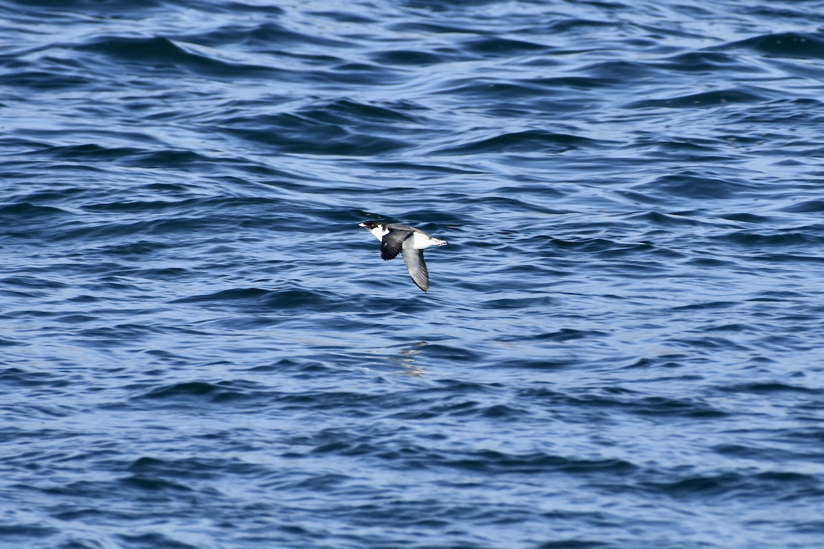 Ancient Murrelet - Tom Myers