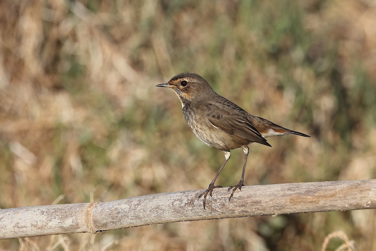 Bluethroat (White-spotted) - Tom Tams