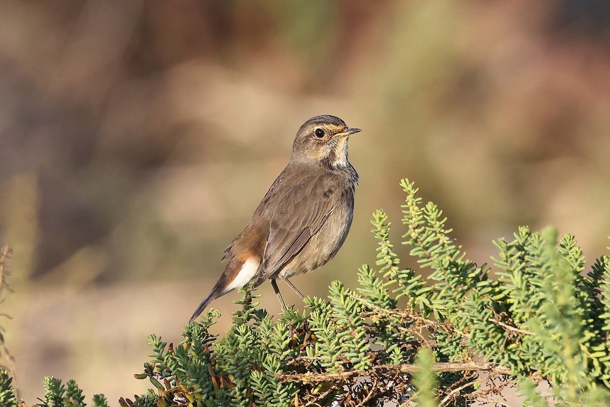 Bluethroat (White-spotted) - ML389644471