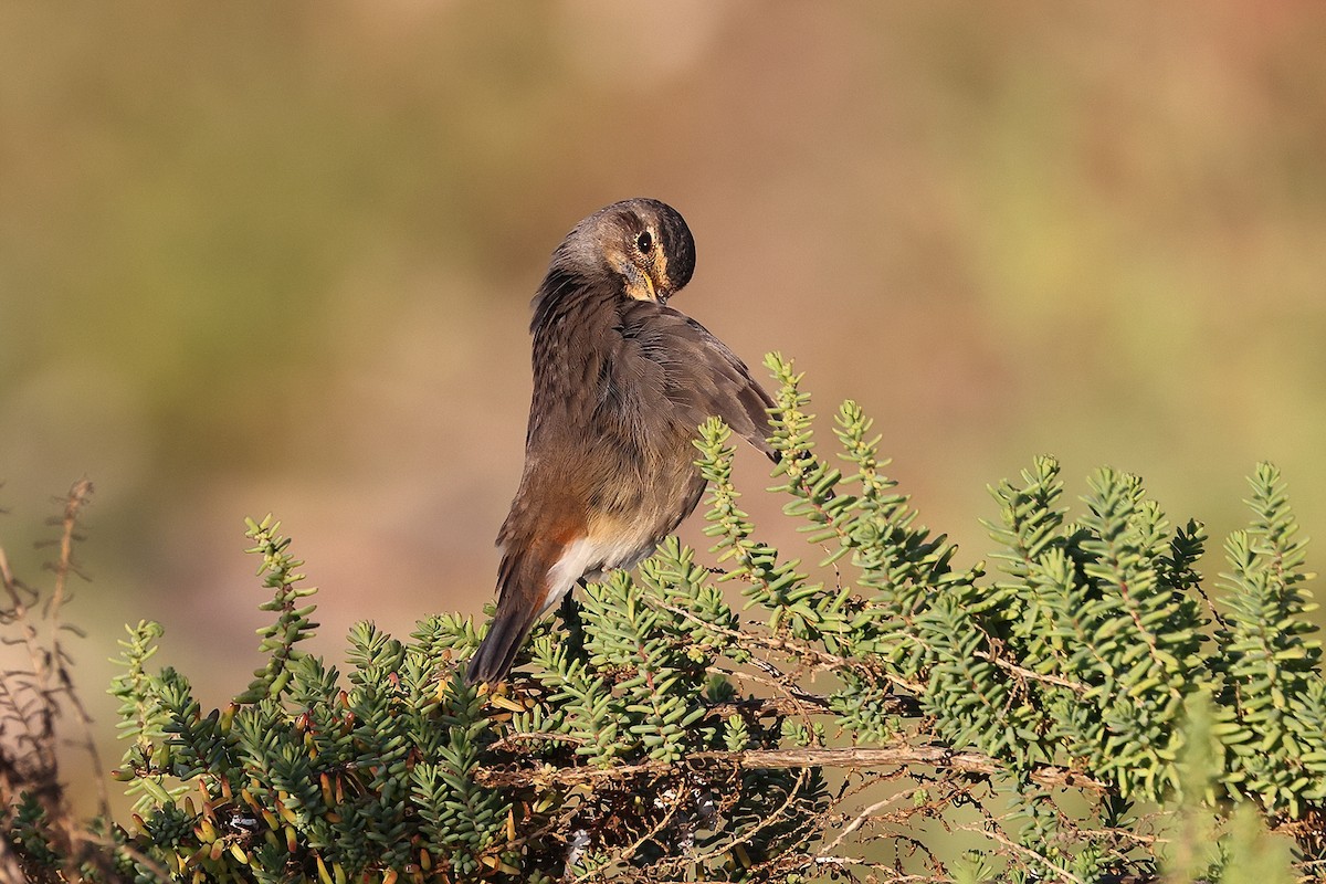 Bluethroat (White-spotted) - ML389644511