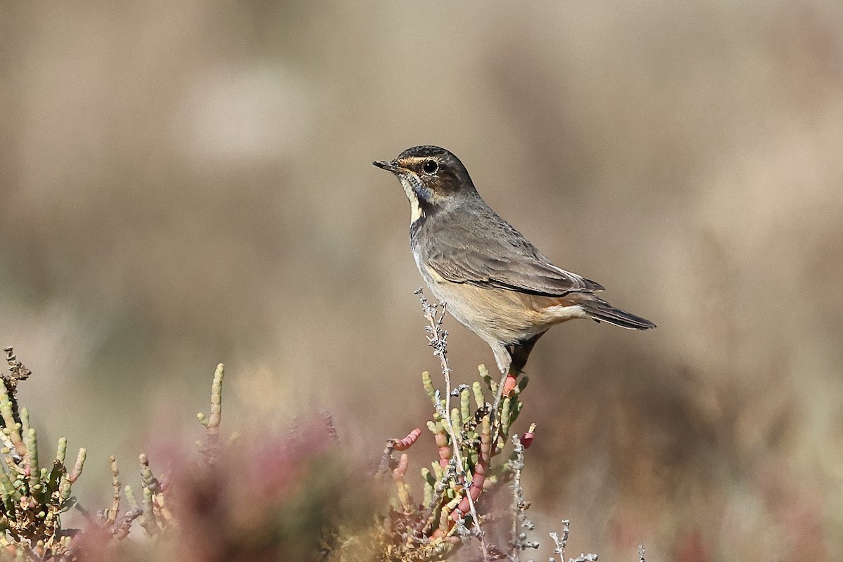 Bluethroat (White-spotted) - ML389644531