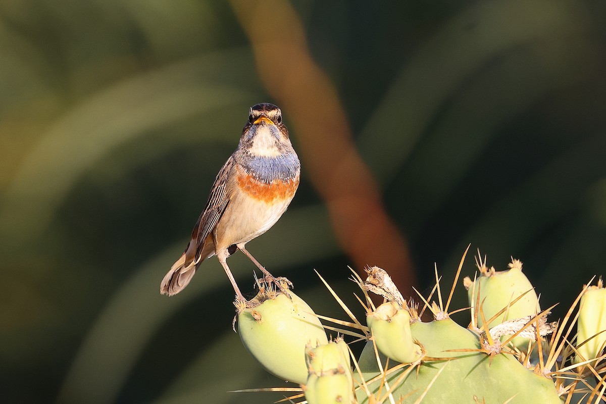 Ruiseñor Pechiazul (cyanecula/namnetum) - ML389644571