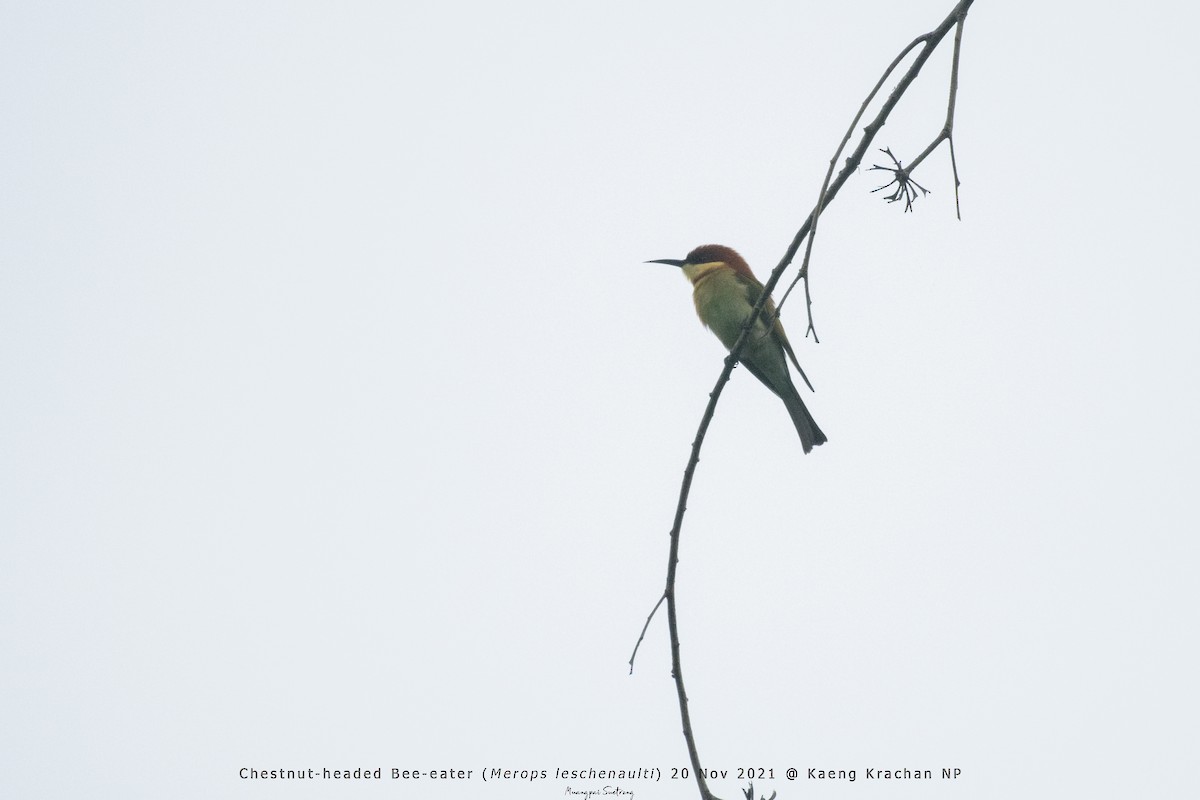 Chestnut-headed Bee-eater - ML389645341