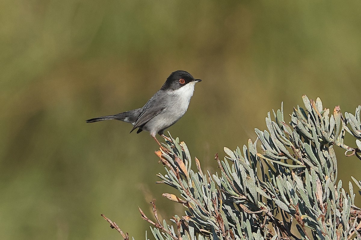 Sardinian Warbler - ML389645581