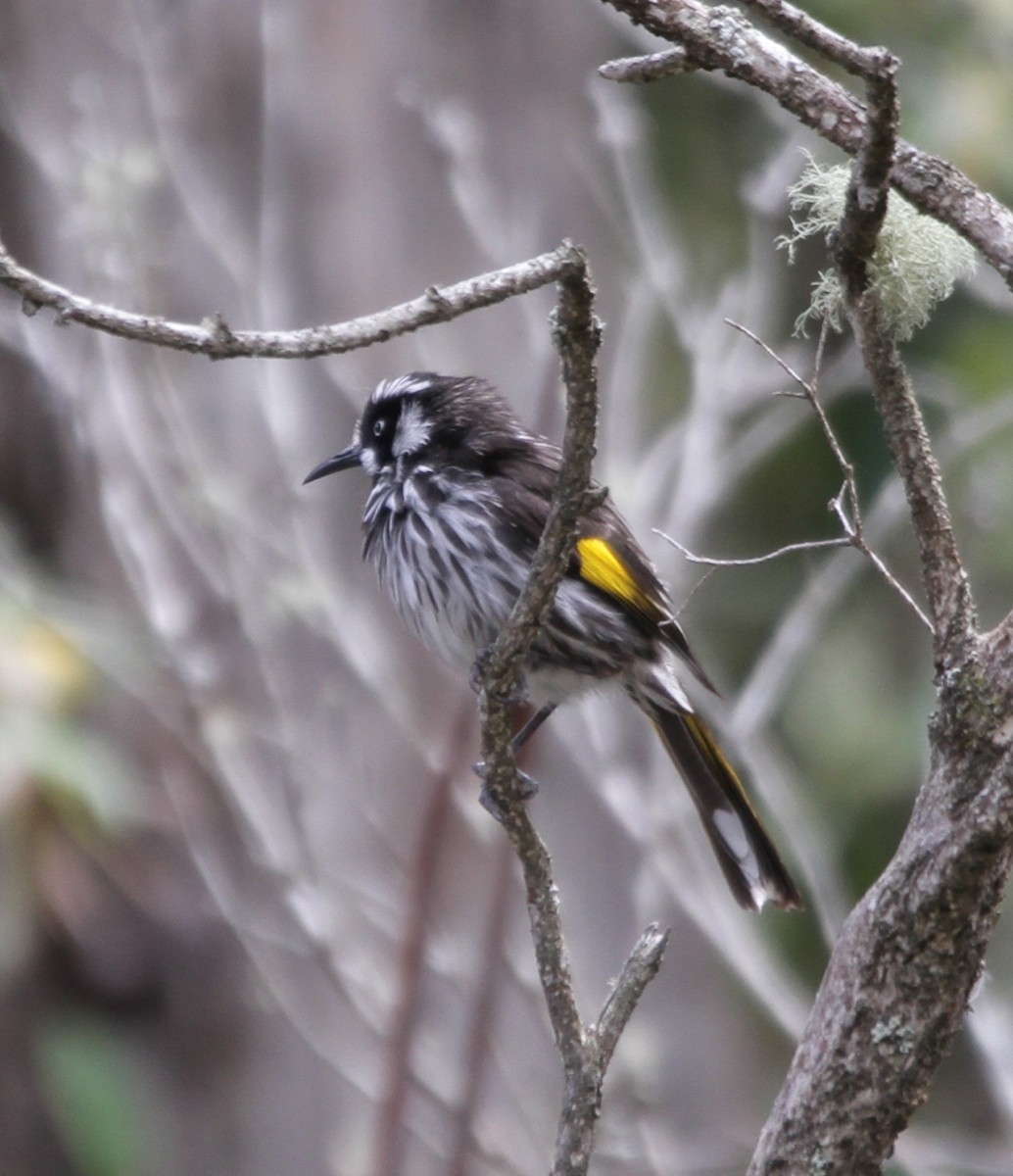 New Holland Honeyeater - Mona Loofs-Samorzewski