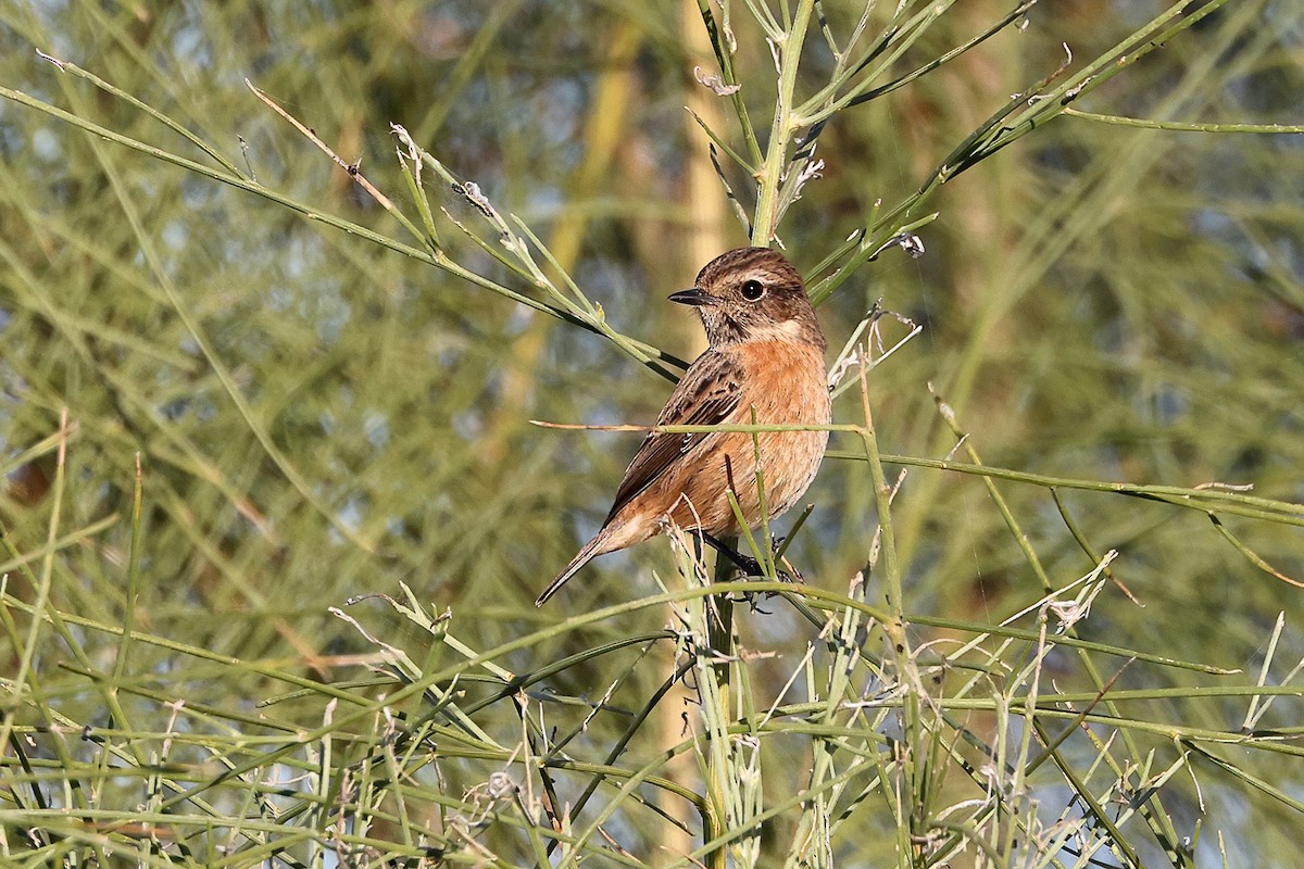 European Stonechat - Tom Tams