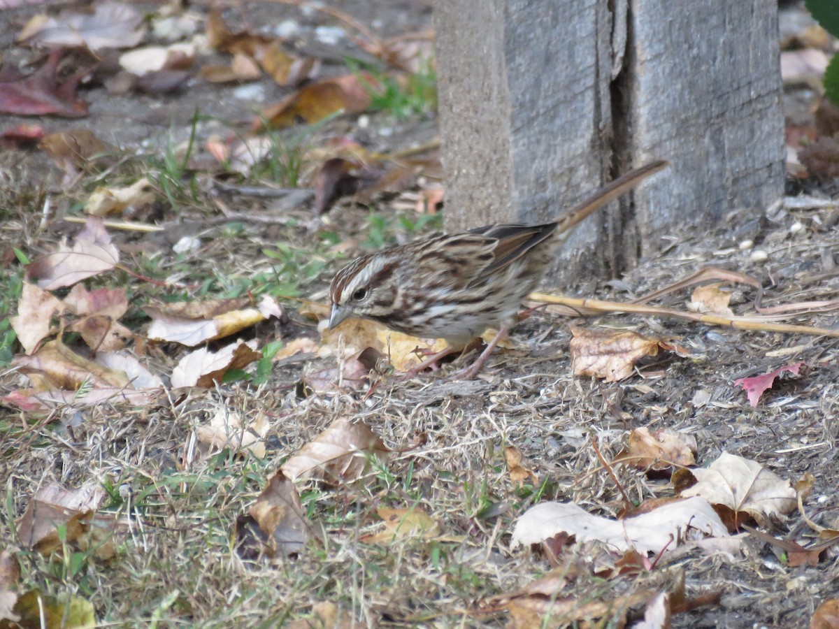 Song Sparrow - Angelica Becker