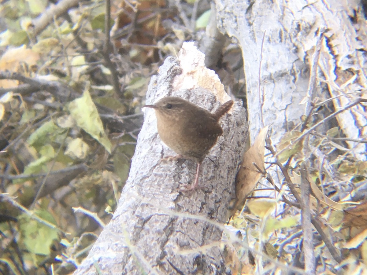 Pacific Wren - Phillip Rogers