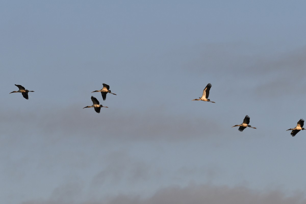 Wood Stork - ML389648901