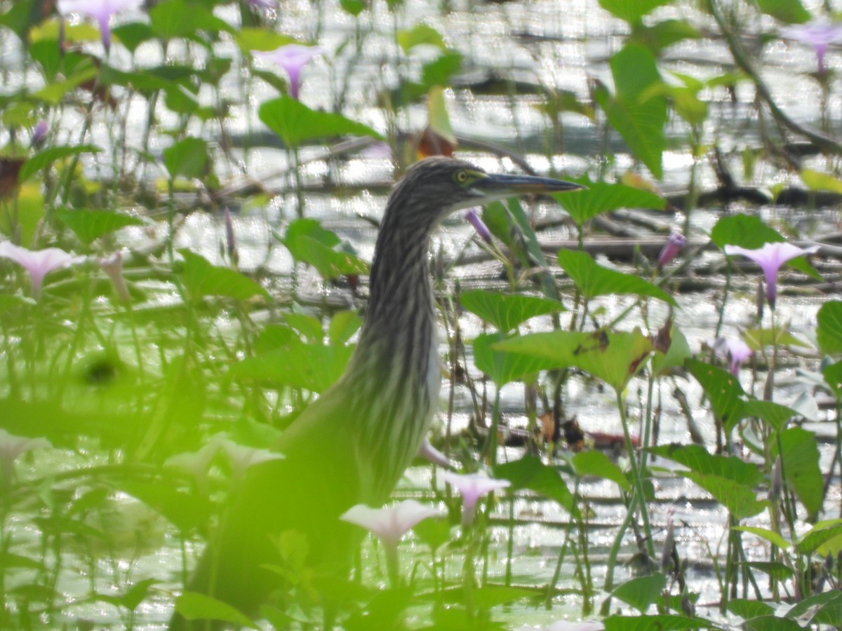 Indian Pond-Heron - Lakshmikant Neve