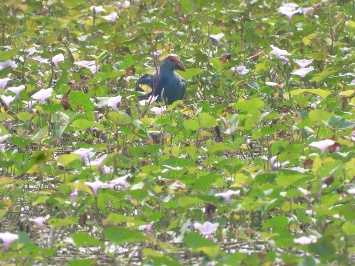 Gray-headed Swamphen - ML389650001