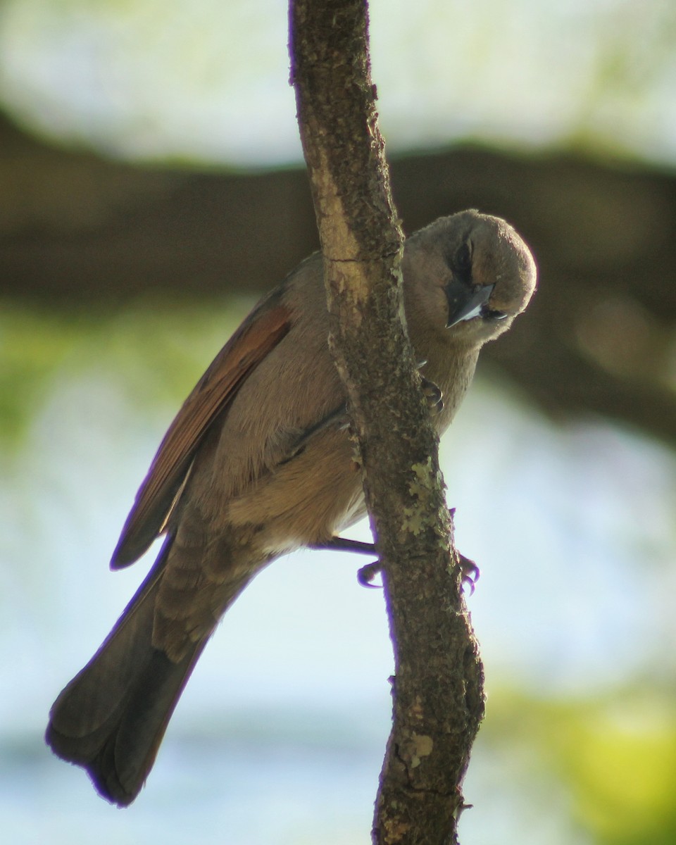 Grayish Baywing - ML389651201