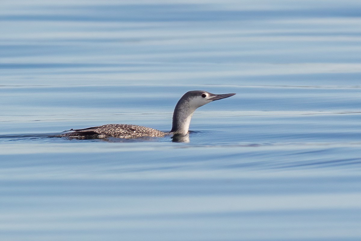 Red-throated Loon - ML389651601