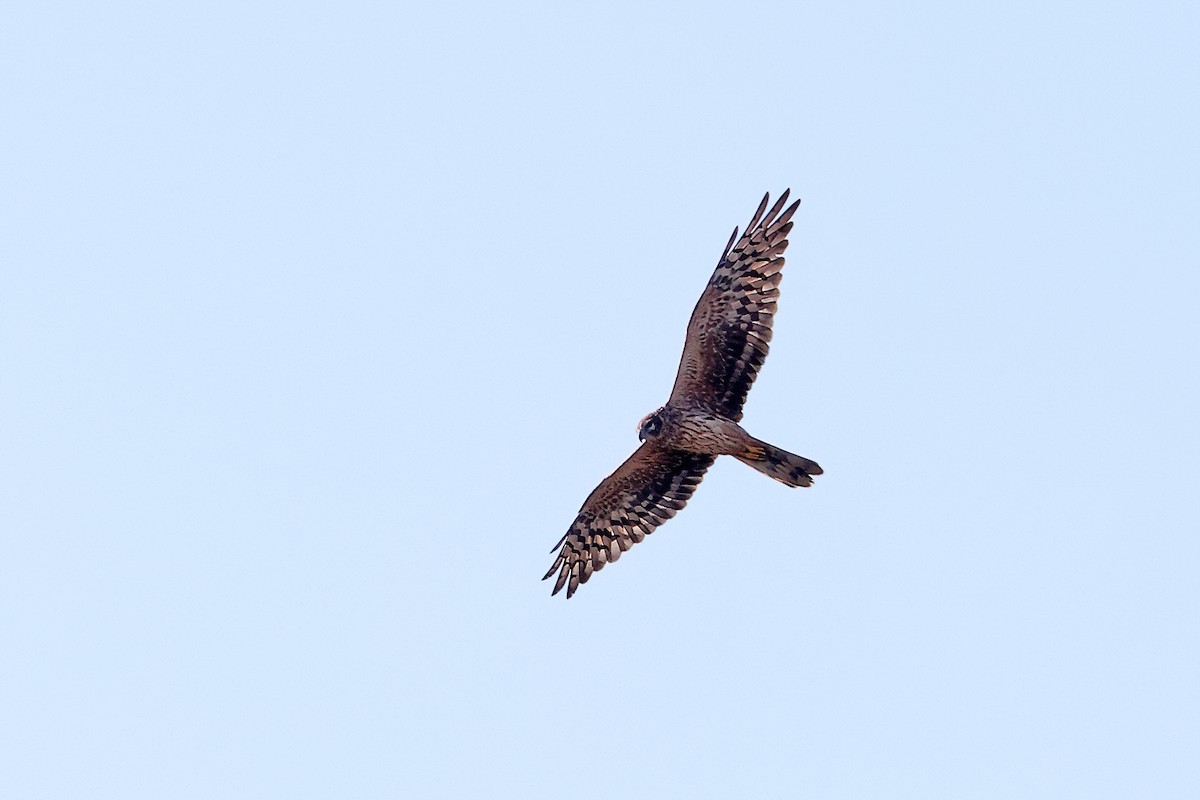 Pallid Harrier - ML389651611