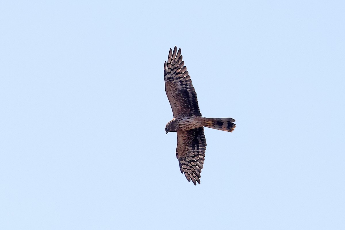 Pallid Harrier - ML389651631