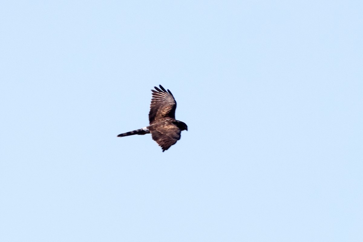 Pallid Harrier - ML389651651