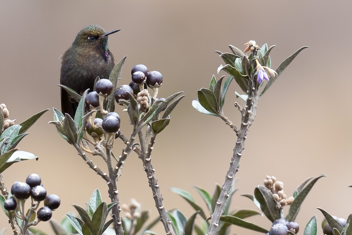 Blue-mantled Thornbill - Ben  Lucking