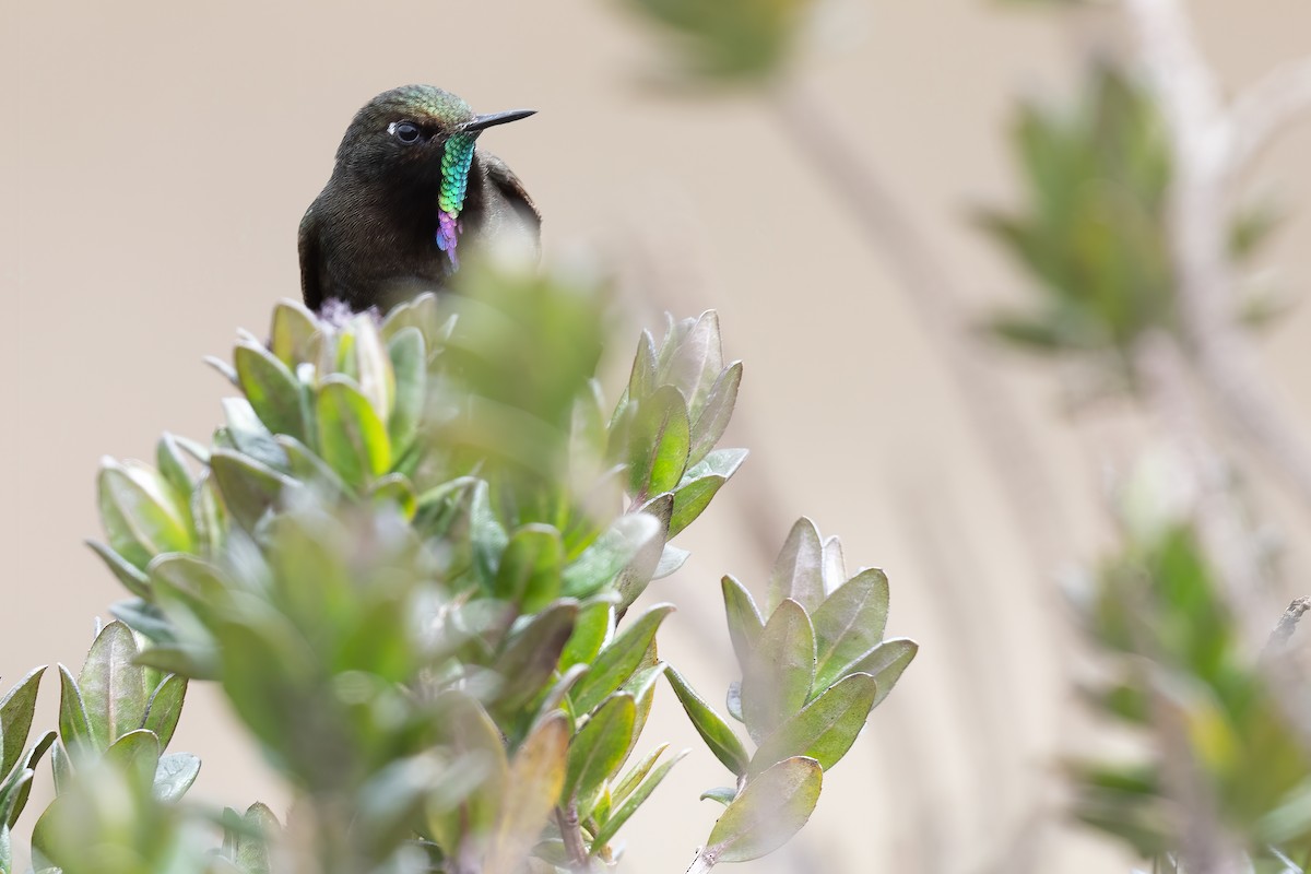 Blue-mantled Thornbill - Ben  Lucking