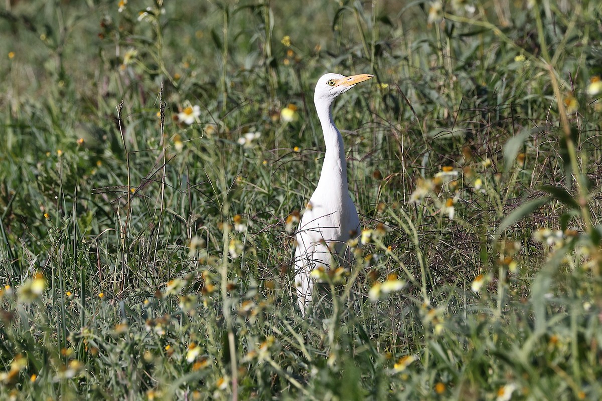 Western Cattle Egret - ML389652531