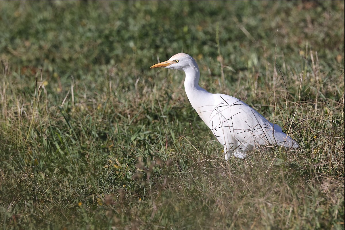 Чапля єгипетська (підвид ibis) - ML389652551