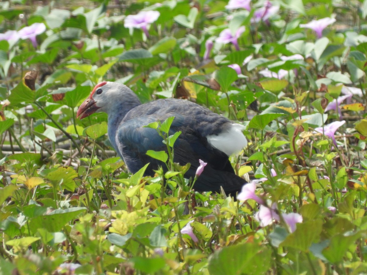 Gray-headed Swamphen - Lakshmikant Neve