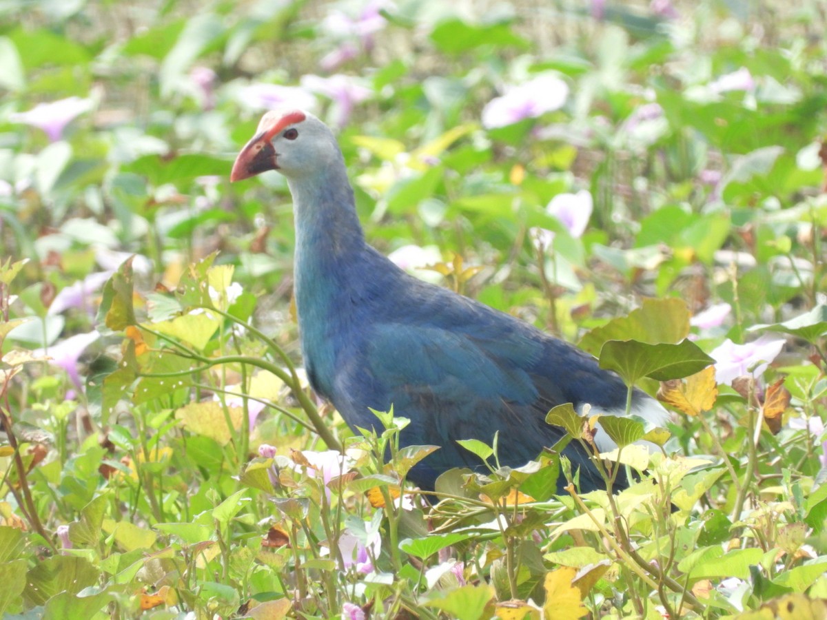 Gray-headed Swamphen - Lakshmikant Neve