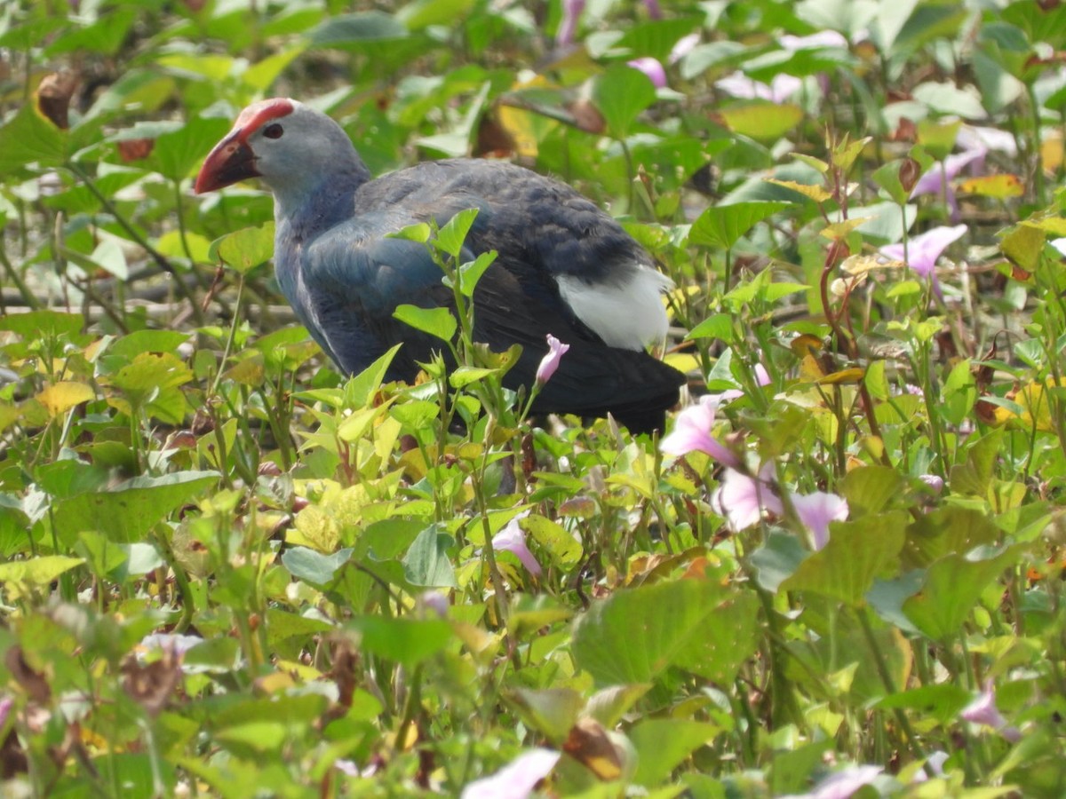 Gray-headed Swamphen - Lakshmikant Neve