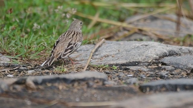 Ortolan Bunting - ML389653311