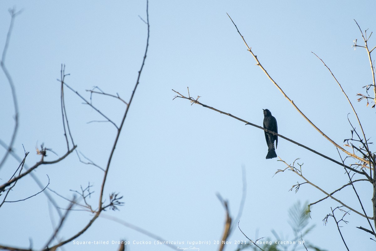 Square-tailed Drongo-Cuckoo - ML389654251