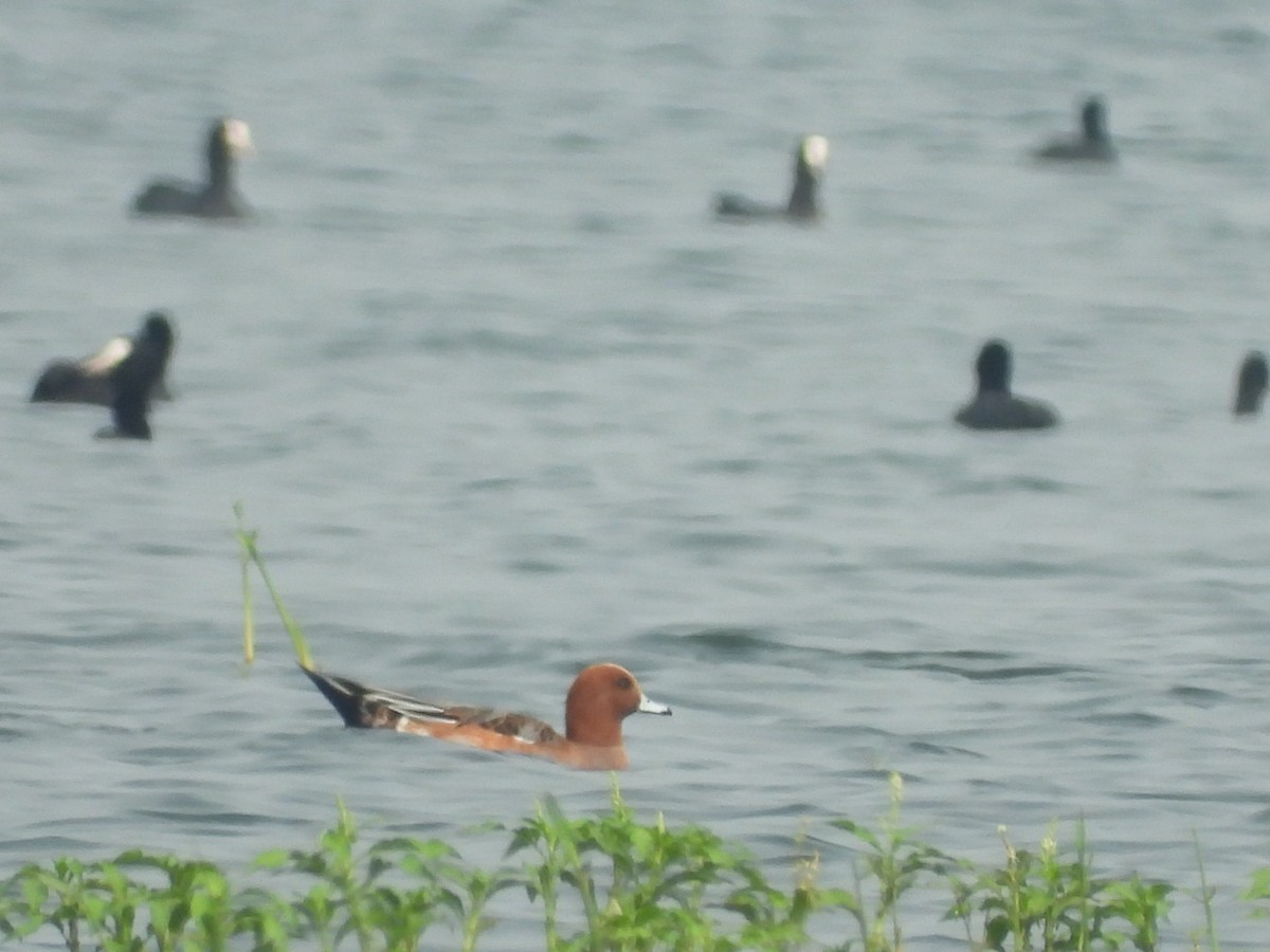 Eurasian Wigeon - ML389655601