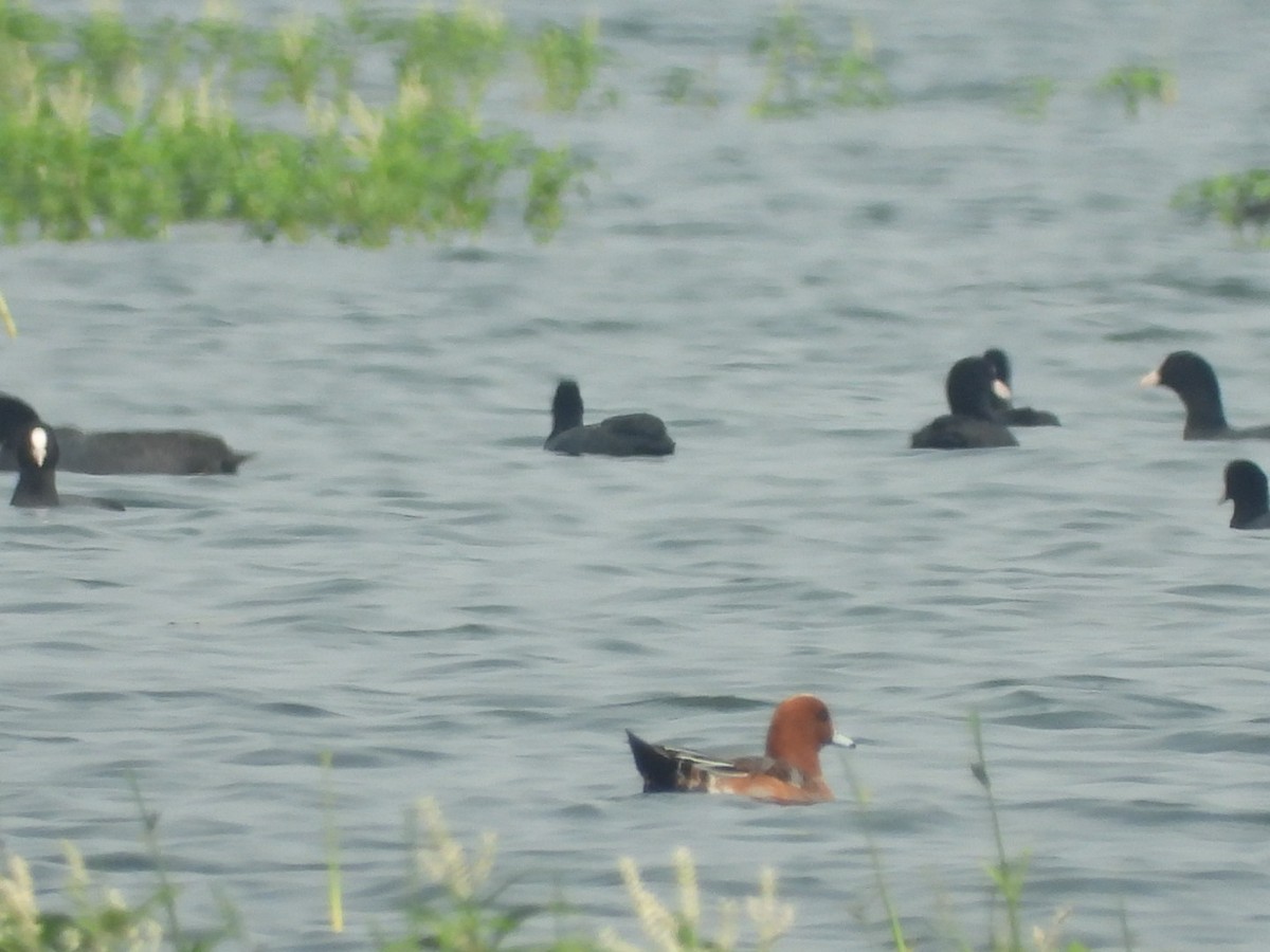 Eurasian Wigeon - ML389655621