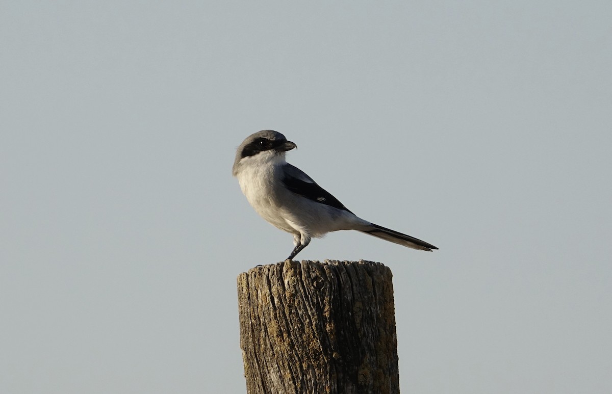 Loggerhead Shrike - ML389655721