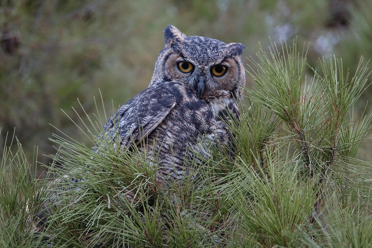 Great Horned Owl - ML389656231