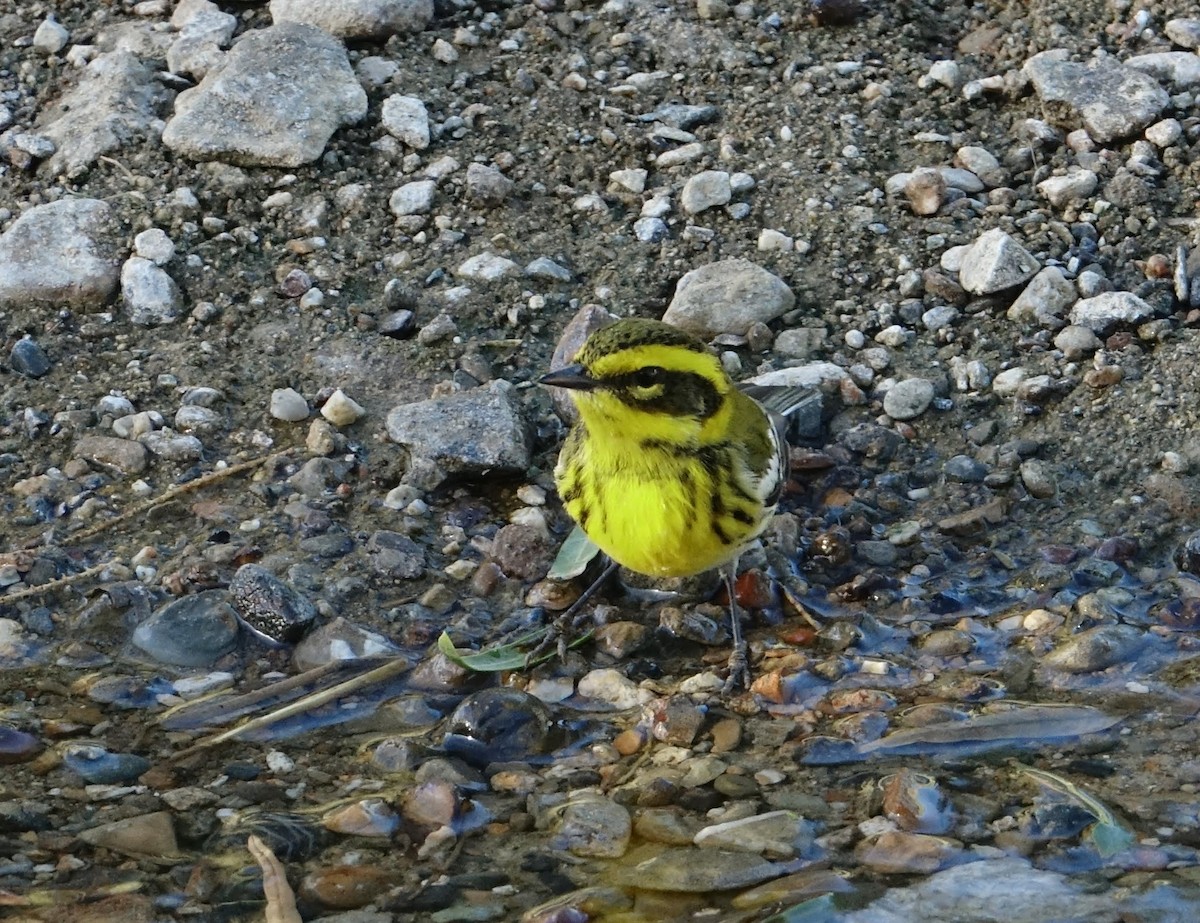 Townsend's Warbler - ML389656381