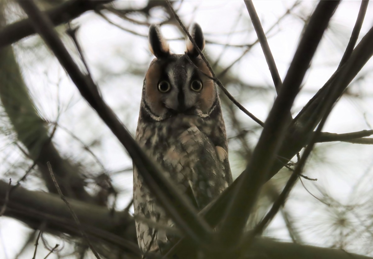 Long-eared Owl - Channa Jayasinghe