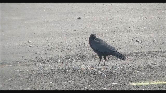 American Crow - ML389659951
