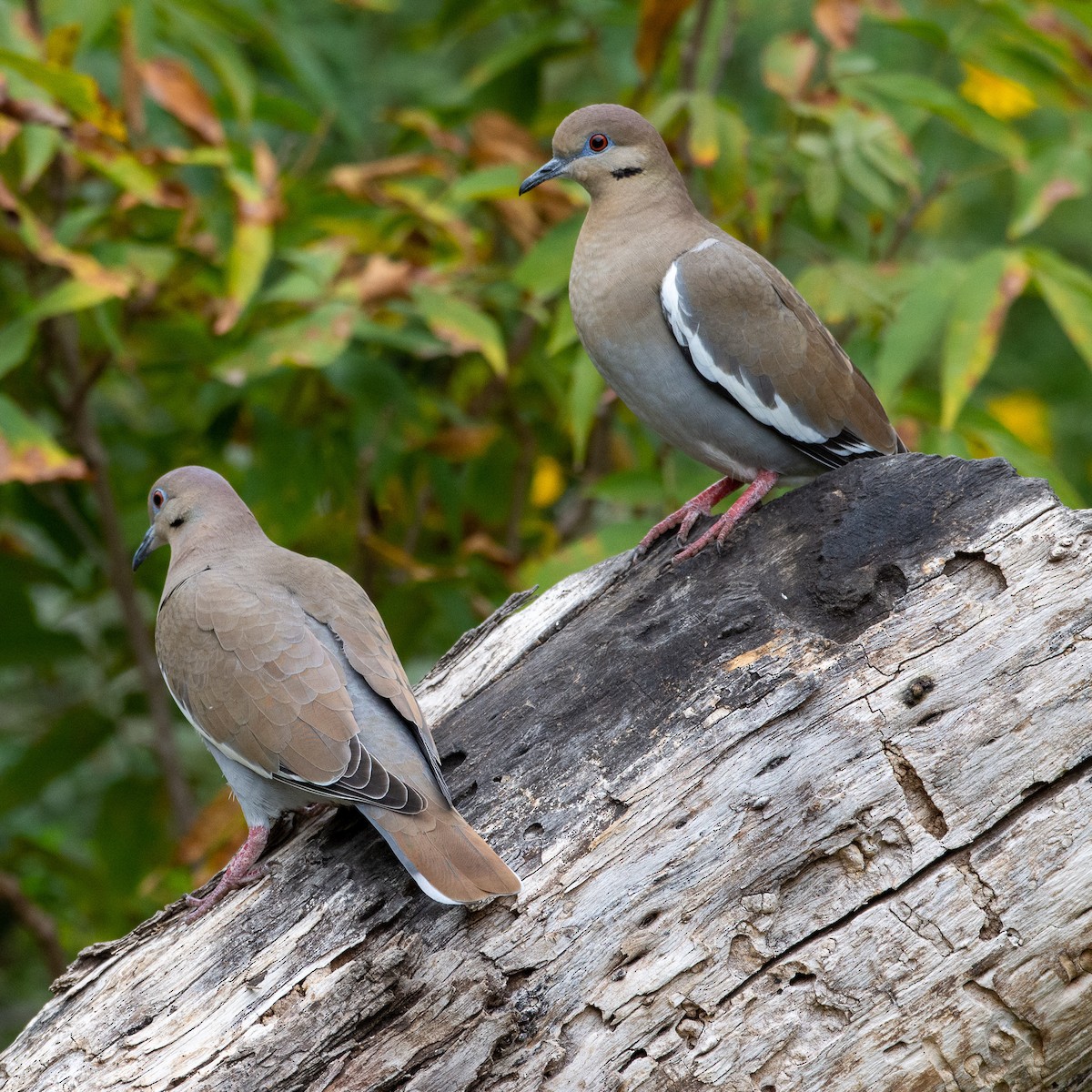 White-winged Dove - Ellen Zemlin