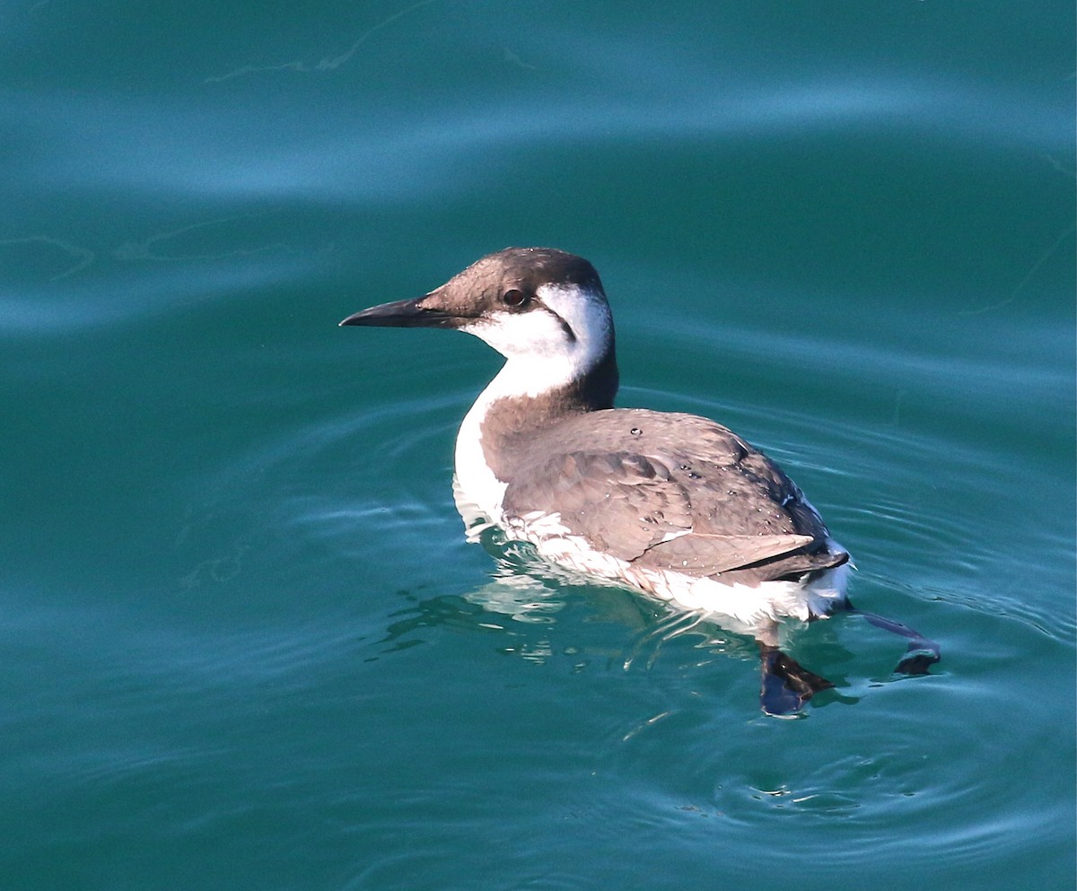 Common Murre - Pair of Wing-Nuts