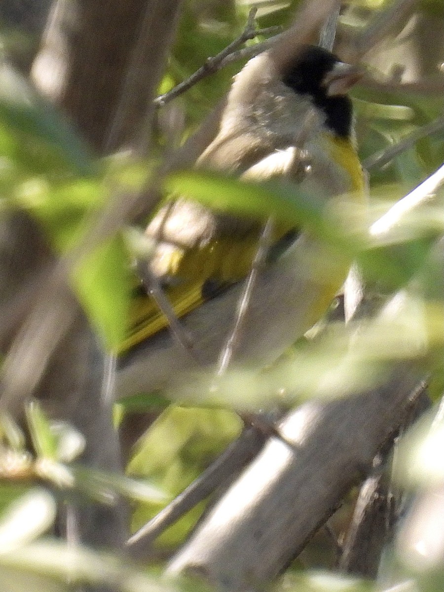 Lawrence's Goldfinch - ML389665371