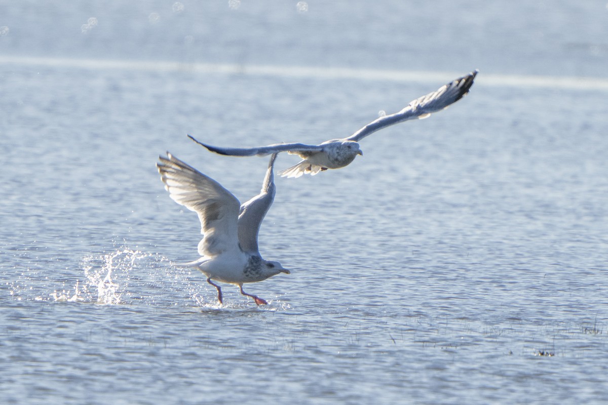 Herring Gull - Steven Hunter