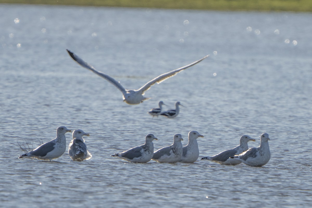 Gaviota Argéntea (americana) - ML389666201