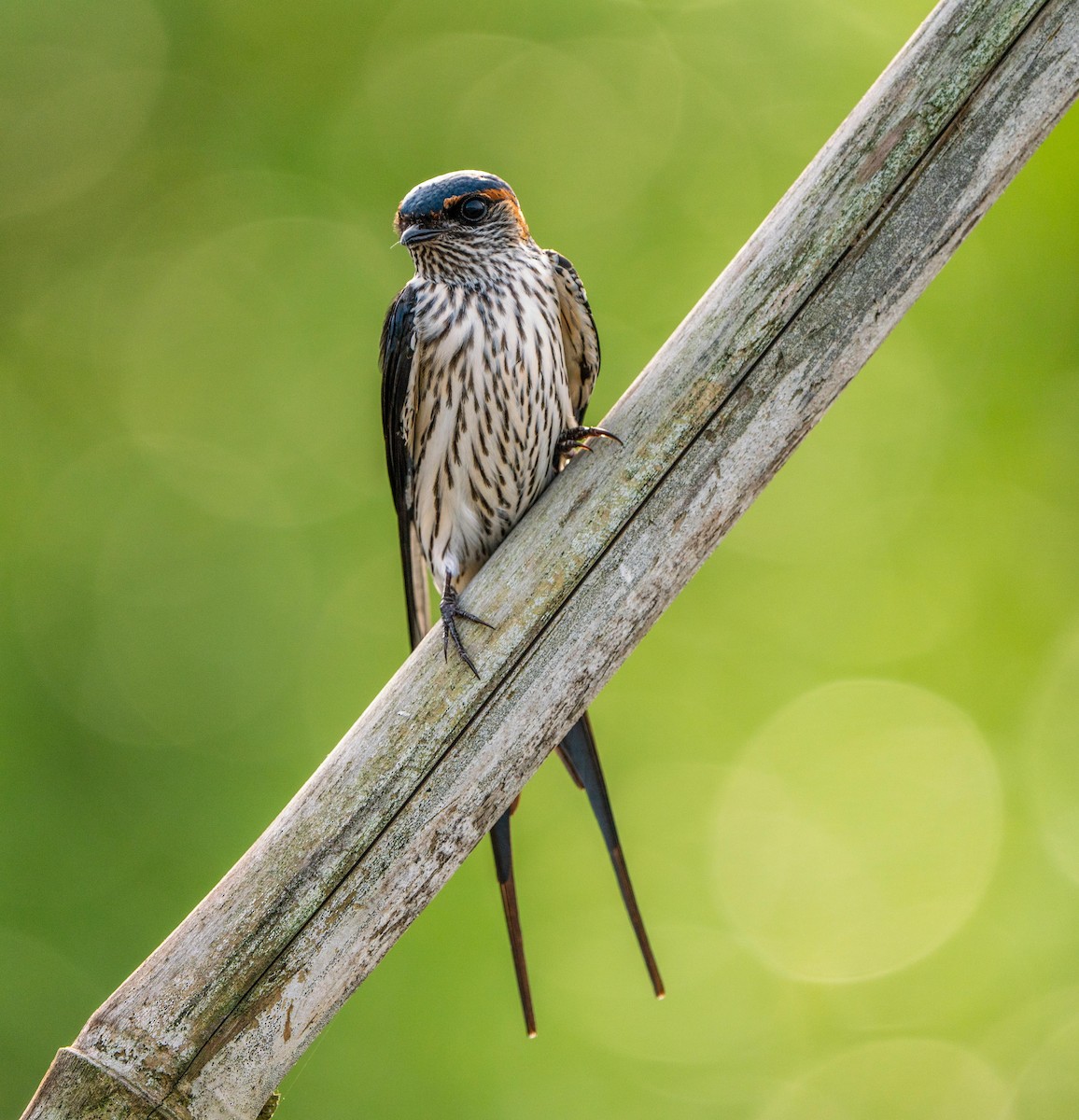 Eastern Red-rumped Swallow (Striated) - ML389666491