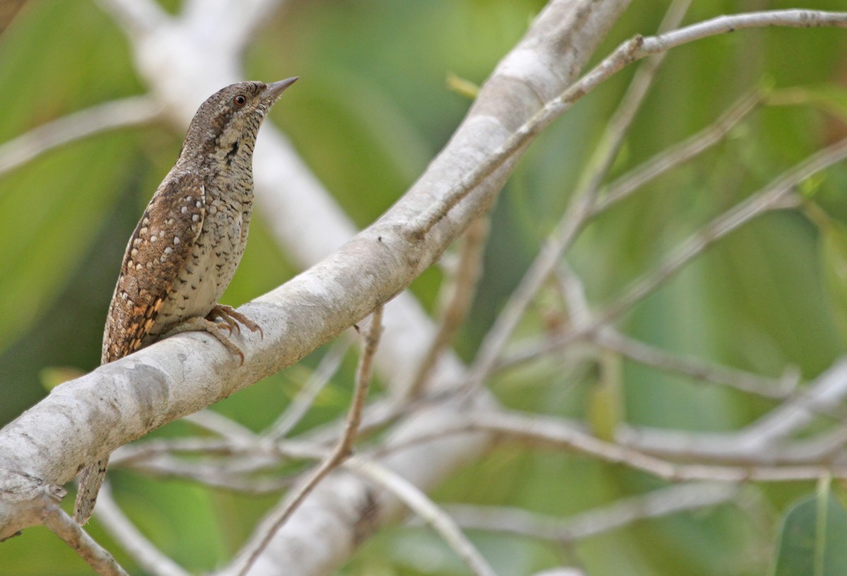 Eurasian Wryneck - ML38966651