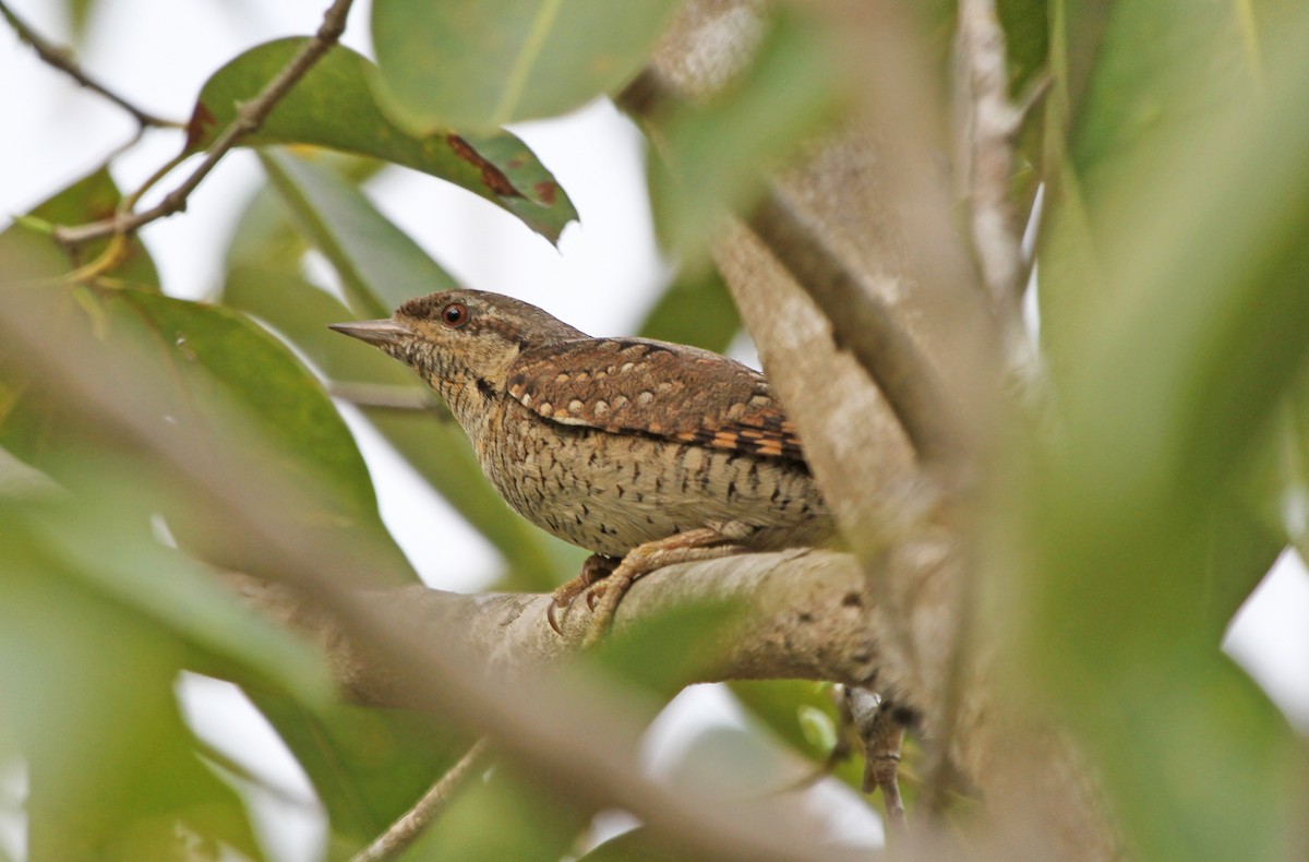 Eurasian Wryneck - Jeremiah Trimble