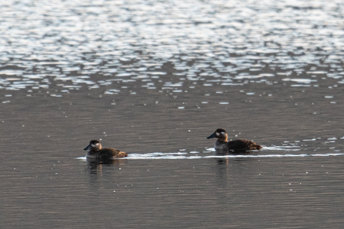 Surf Scoter - Forrest English